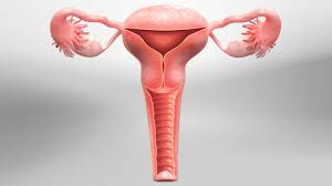 Hysterectomy - Surgical removal of the uterus full video