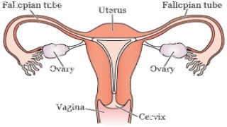 Video of the basic steps of a hysterectomy